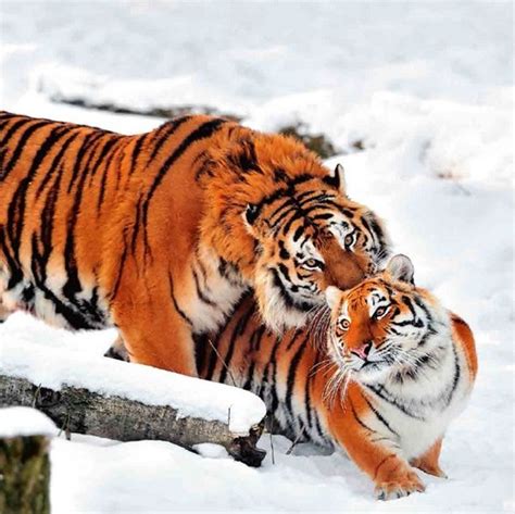 Siberian Tiger Dangerous And Endangered Hidden Siberia