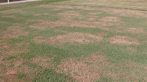 Large Patch In Turf Nc State Extension Publications