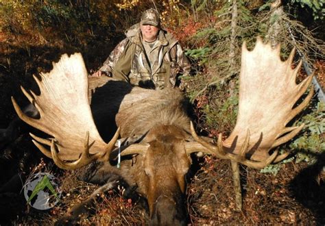 To the trophy hunter, moose antlers are an imposing memento of a hunt. DIY Moose Hunt in Alaska » Outdoors International