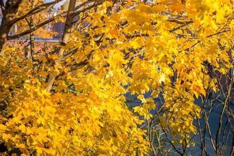 Golden Autumn Maple Tree Full Of Brightly Yellow Autumn Leaves In The