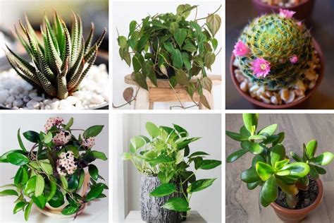 25 Hard To Kill Houseplants That Will Thrive In Your Home Smart