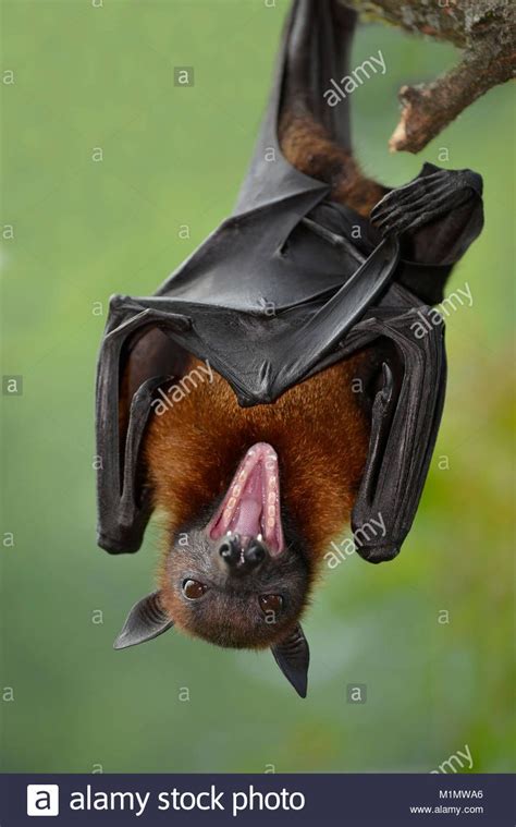 Great Flying Fox Pteropus Neohibernicus Also Known As The Greater