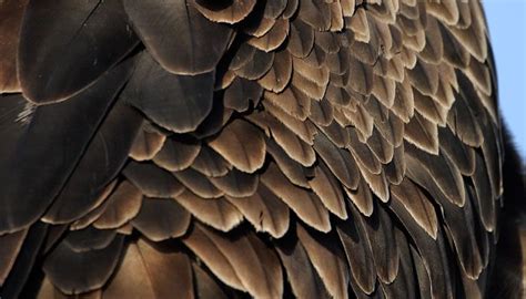 Bald Eagle Feathers American Bald Eagle Information Bald Eagle