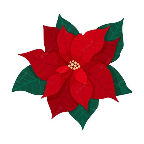 Flor De Nochebuena Tradicional De Navidad Con Hojas Verdes Y Pétalos Rojos Planta Floreciente