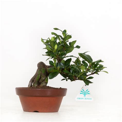 Gardenia Jasminoides Bonsai