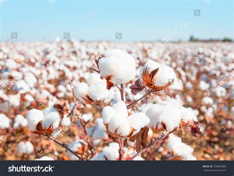72100 Cotton Plants On White Background Images Stock Photos And Vectors