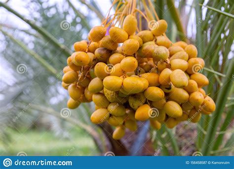 Bouquet Of Fresh Date Palm Tree Stock Image Image Of