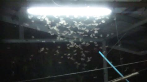 Flying Termite Swarm After Rain Storm In Chiang Mai Thailand 1080 P