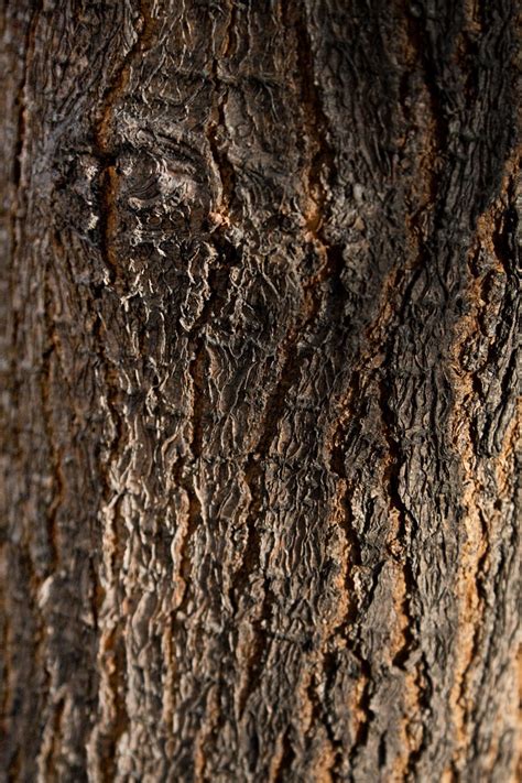 Tree Bark Texture Around A Knot Texture Close Up Of A Tree Flickr