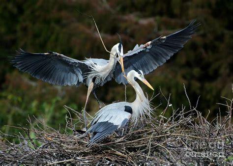 Great Blue Herons Nesting Photograph By Sabrina L Ryan Fine Art America