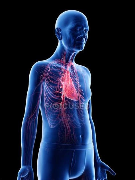 Digital Illustration Of Senior Man Anatomy Showing Heart — Biological