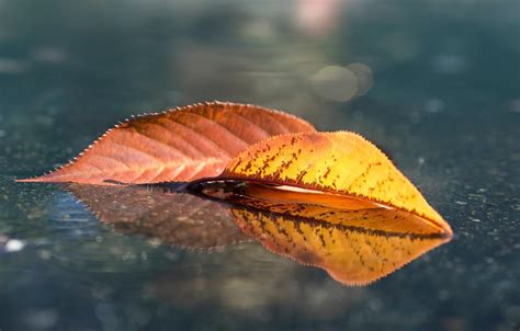 Autumn Leaves Reflection Wallpapers Wallpaper Cave