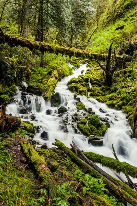 Cascade Waterfalls In Oregon Forest Hike Trail Stock Photo Image Of