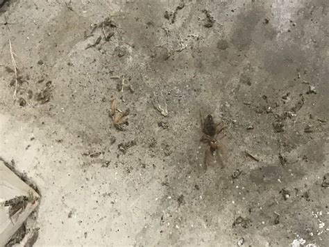 Let's find out more about these. Solifugae (Wind Scorpions or Camel Spiders) in Rocklin ...