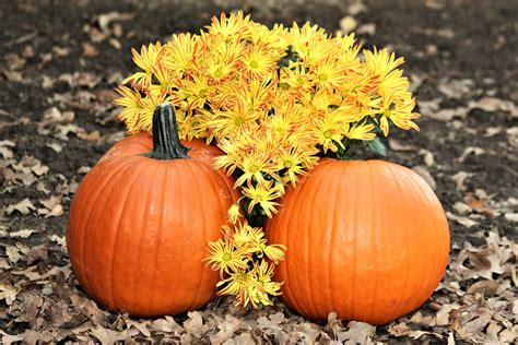 Two Pumpkins And Fall Flowers Free Stock Photo Public