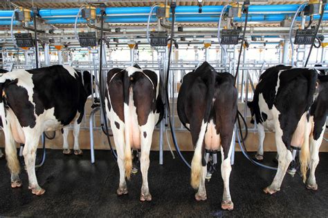 The Importance Of Milking Cows The Dairy Alliance