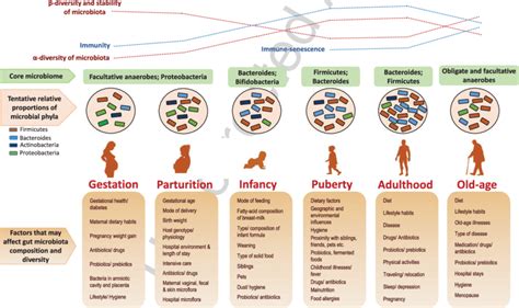 Age Related Changes In The Human Gut Microbial Ecosystem And Potential