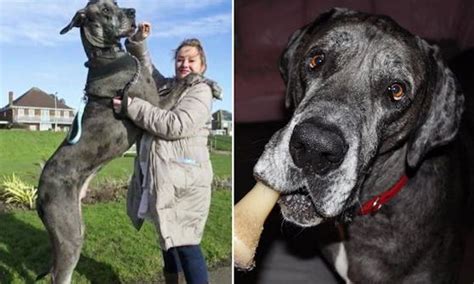 Der Größte Hund Der Welt Ist Tot Haustiere Heuteat