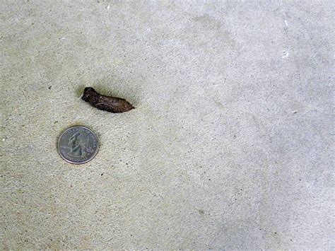 Despite their name, flying squirrels actually glide instead of fly. Who's pooping on the patio? | Morning Bray Farm