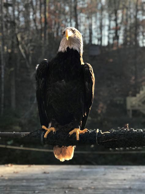 4 Places To See Bald Eagles In Georgia Official Georgia Tourism