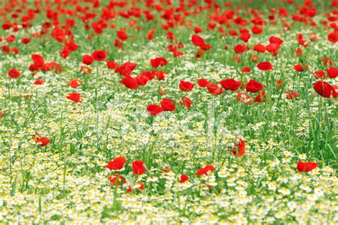 Chamomile And Red Poppy Flower Nature Background Stock Photo Royalty