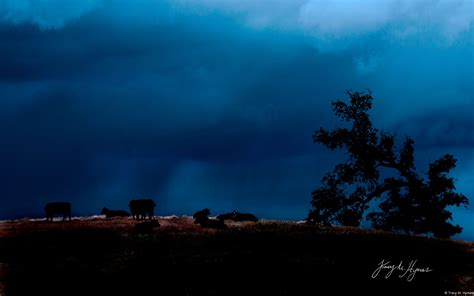 Storm Clouds Over Cattle Field By Tracy Hymas