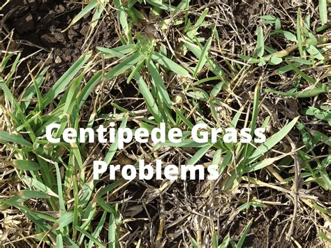 6 Common Centipede Grass Problems
