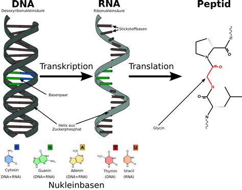 Structure Of Rna And Types Of Rna Comparison Between Dna And Rna