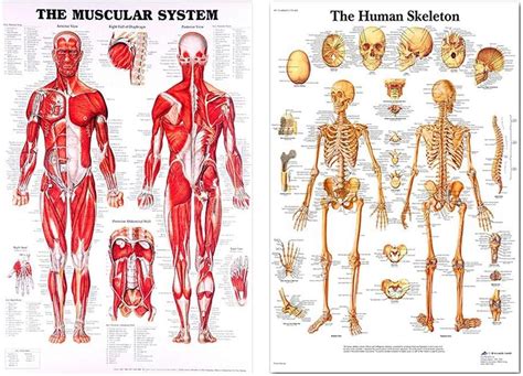 El Cartel Del Cuerpo Humano 50x70 Cm Anatomía Músculos Órganos