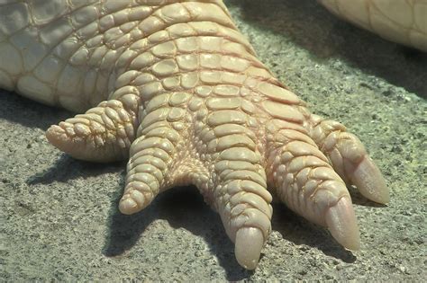 Pin by Marcus Jackson on Textures | Reptiles and amphibians, Reptile