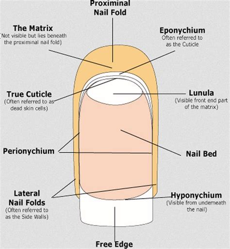 Nail Definition Anatomy Anatomy Diagram Source