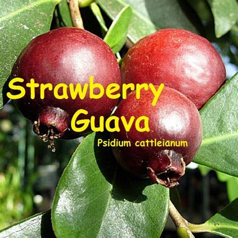 A wide variety of guava fruit trees options are available to you, such as fiberglass. ~STRAWBERRY GUAVA~ Rare Fruit Tree SWEET RED FRUITS Live ...