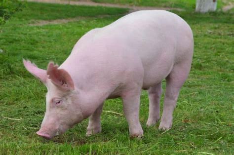 Large White Pig Breed All You Need To Know About This Bacon Producer