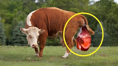 Days After This Cow Gave Birth The Images Of Her Babies Shocked The