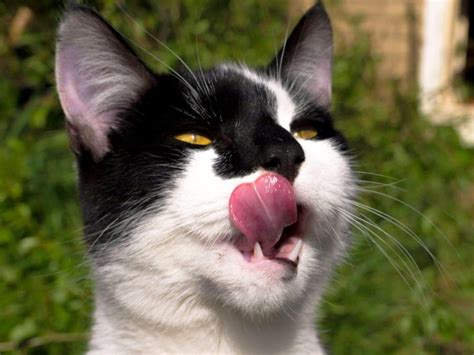 15 Super Funny Photos Of Animals Making Derp Faces Best Photography