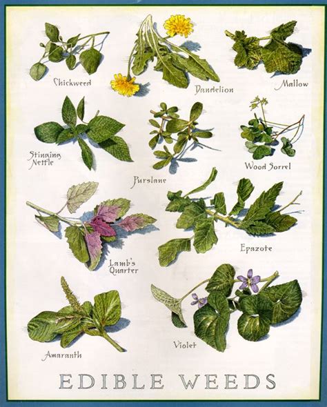 List of edible flowers in edible flowers list. Edible weeds. Print for the galley. | Wild edibles, Wild ...