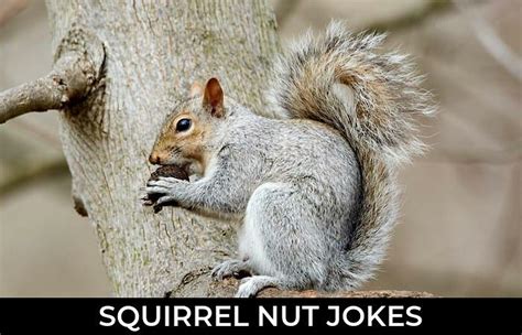112 Squirrel Nut Jokes And Funny Puns Jokojokes