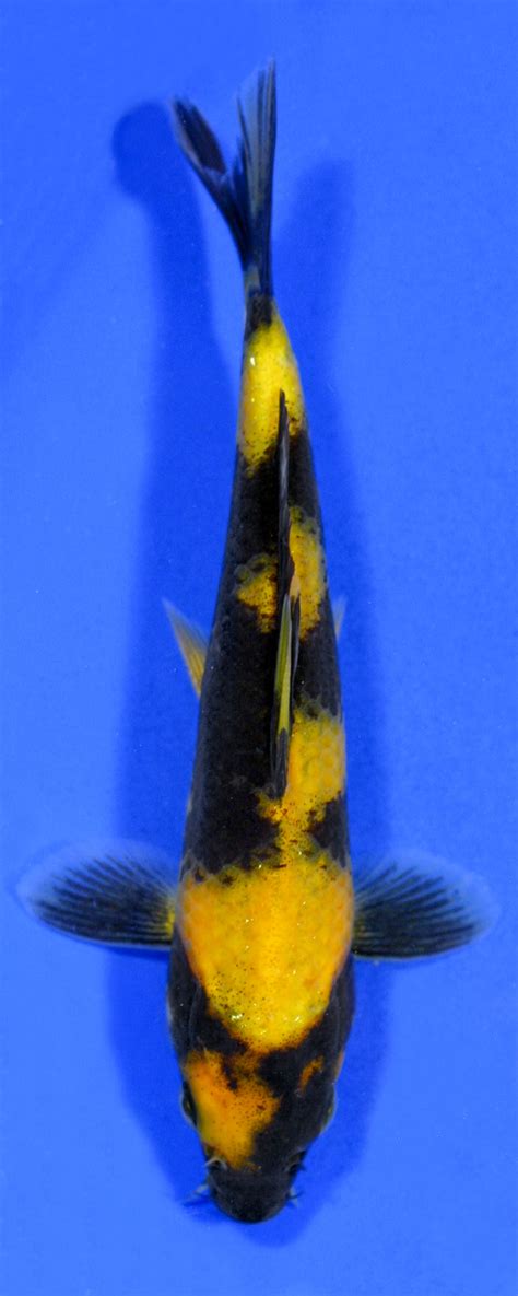 Koi Variety Guide | Blue Ridge Fish Hatchery