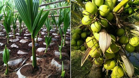 How To Grow Coconut To Get Hold More Fruit Coconut Farm Coconut