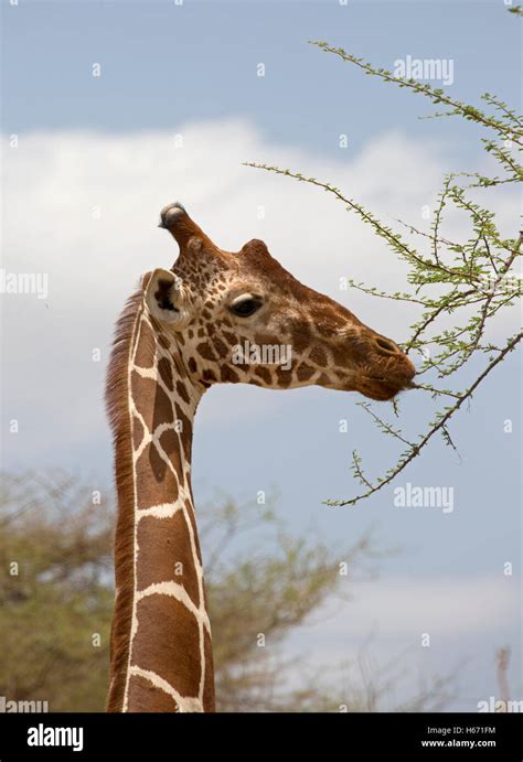 Head Recticulated Or Somali Giraffe Feeding Meru National Park Kenya