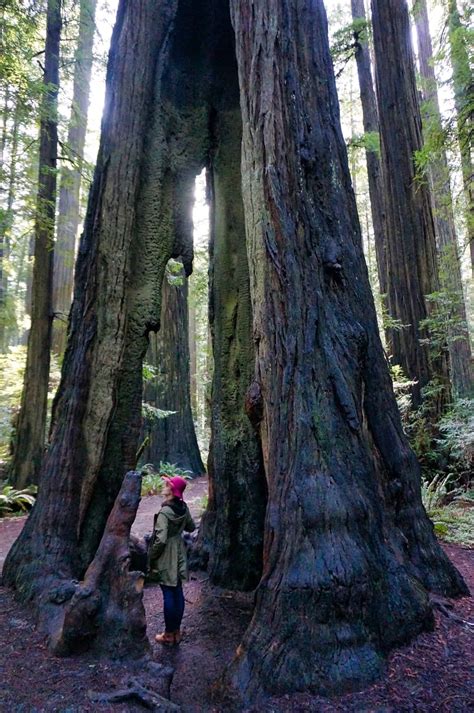 The 4 Best Places To See Redwoods Near San Francisco