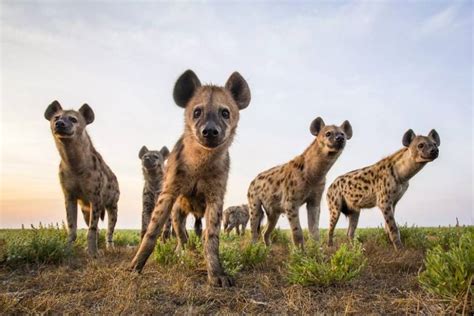 Discover The Amazing Lifestyle Of Hyenas Animal Encyclopedia