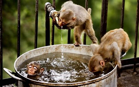Check spelling or type a new query. Funny Pictures About Water Wallpapers High Quality ...