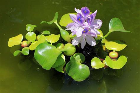 12 Floating Pond Plants Hardy And Nonhardygarden Ponds And Lakes