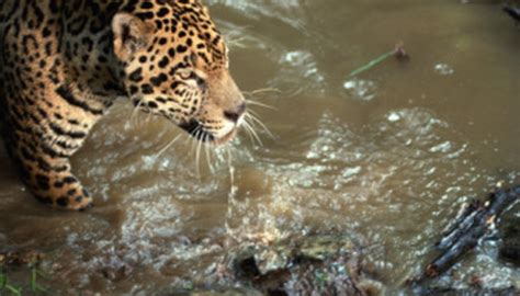 Animals That Are Carnivores In The Tropical Rainforest Sciencing