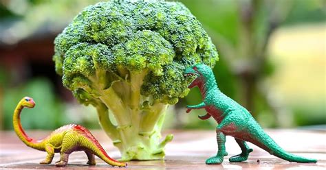 Broccoli All You Need To Know