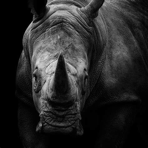 These 23 Black And White Animal Portraits By Lukas Holas Are Just