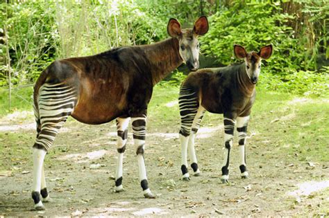 Photos Okapi Born This Spring At The Bronx Zoo Makes First Public