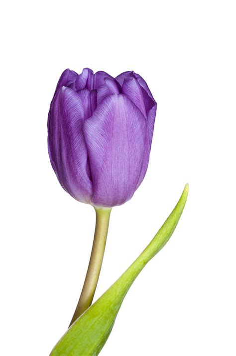 Images Of Purple Tulips