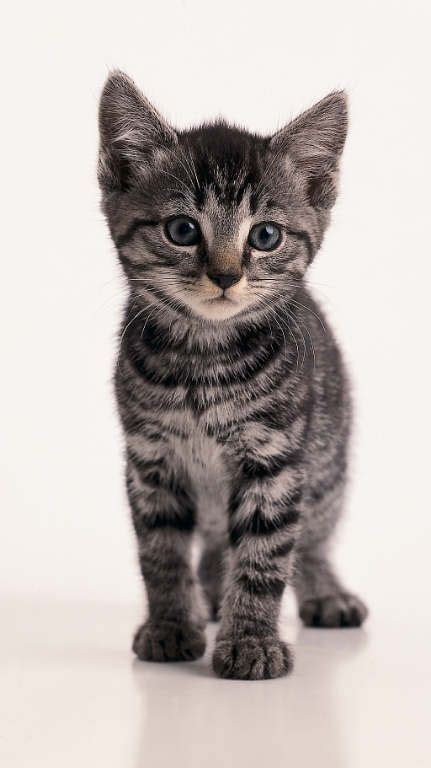 Pin By Rocio Mancilla On Cute Grey Tabby Cats Baby Cats Tabby Cat